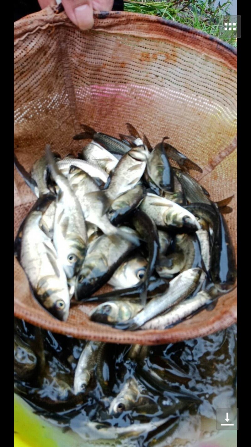 鱼苗，成活高，规格齐全，货到付款，诚信至上，量大从优