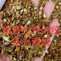 槲寄生东北产无硫中药材