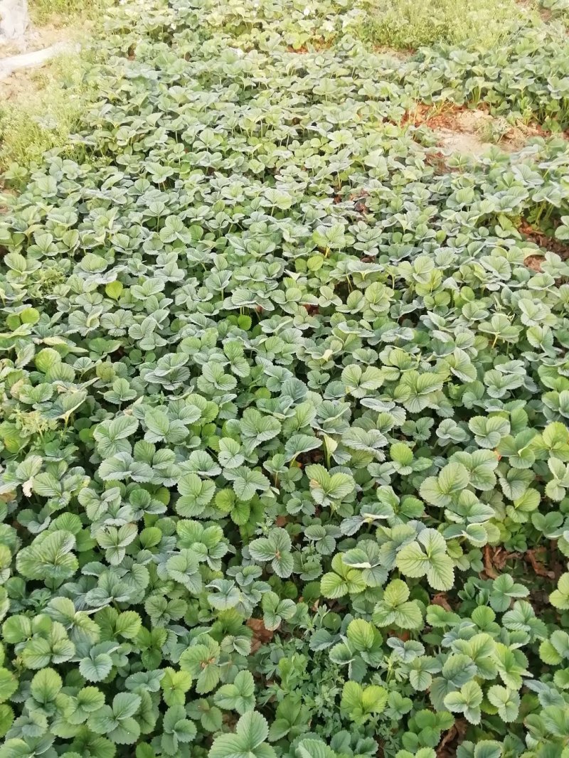 桃熏草莓种苗加冰发货基地发货根系发达成活率高