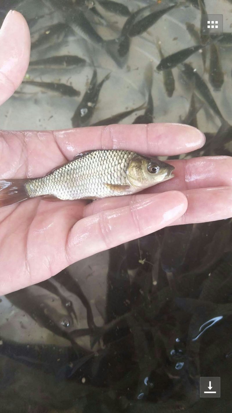 淡水鱼类，鱼苗，草鱼苗，鲤鱼苗，花鲢鱼苗