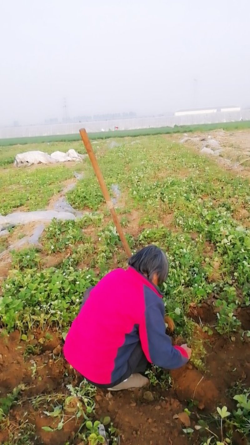 宝童草莓种苗基地直销加冰发货根系发达成活率高