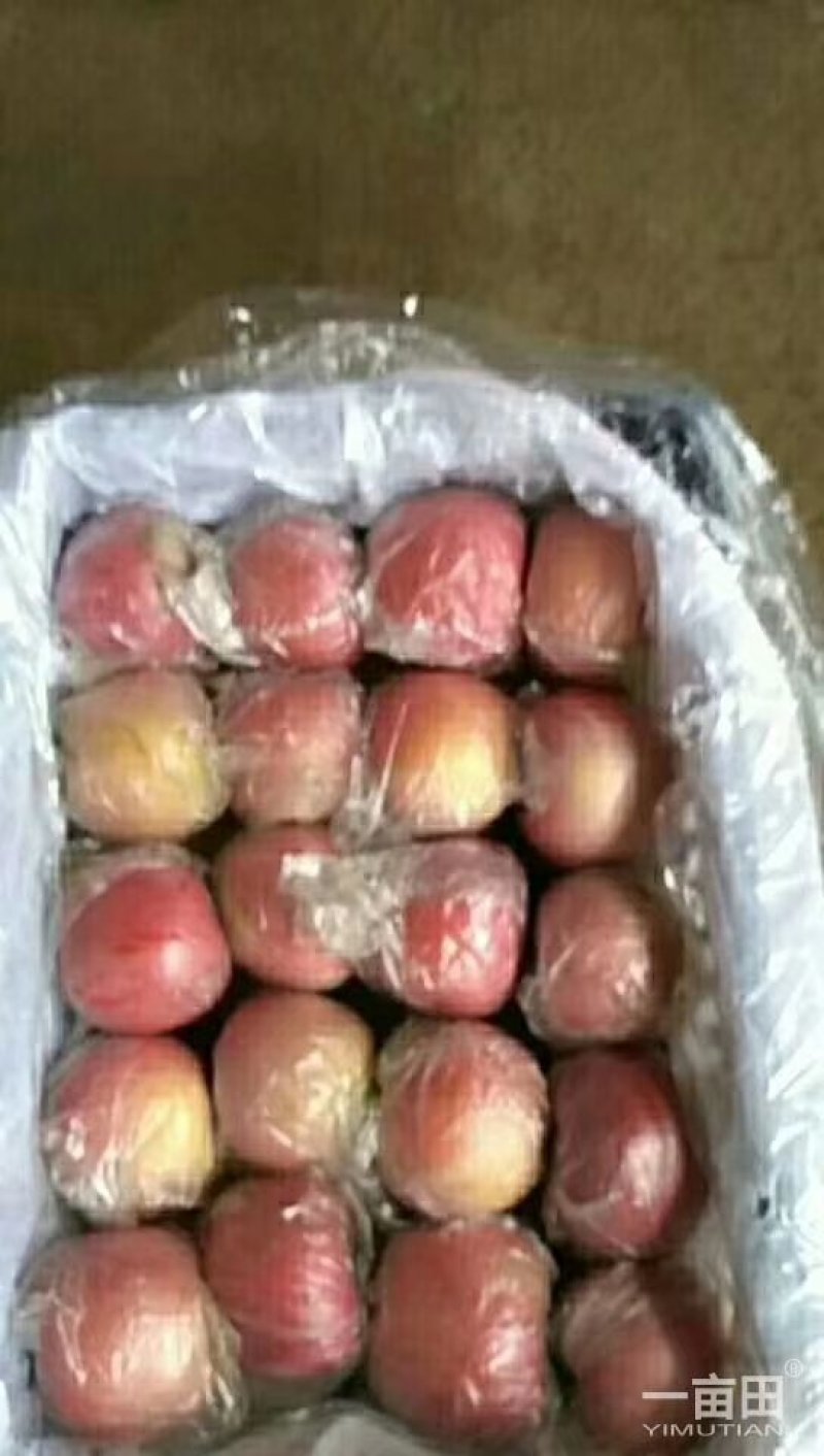 精品膜袋红富士苹果已经大量上市，质量杠杠的