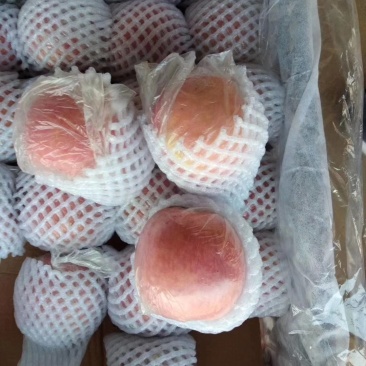 精品膜袋红富士苹果已经大量上市，质量杠杠的