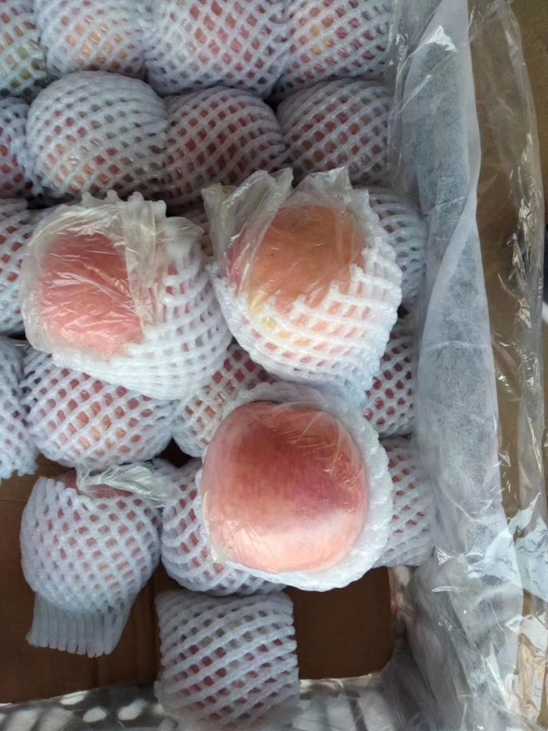 精品膜袋红富士苹果已经大量上市，质量杠杠的