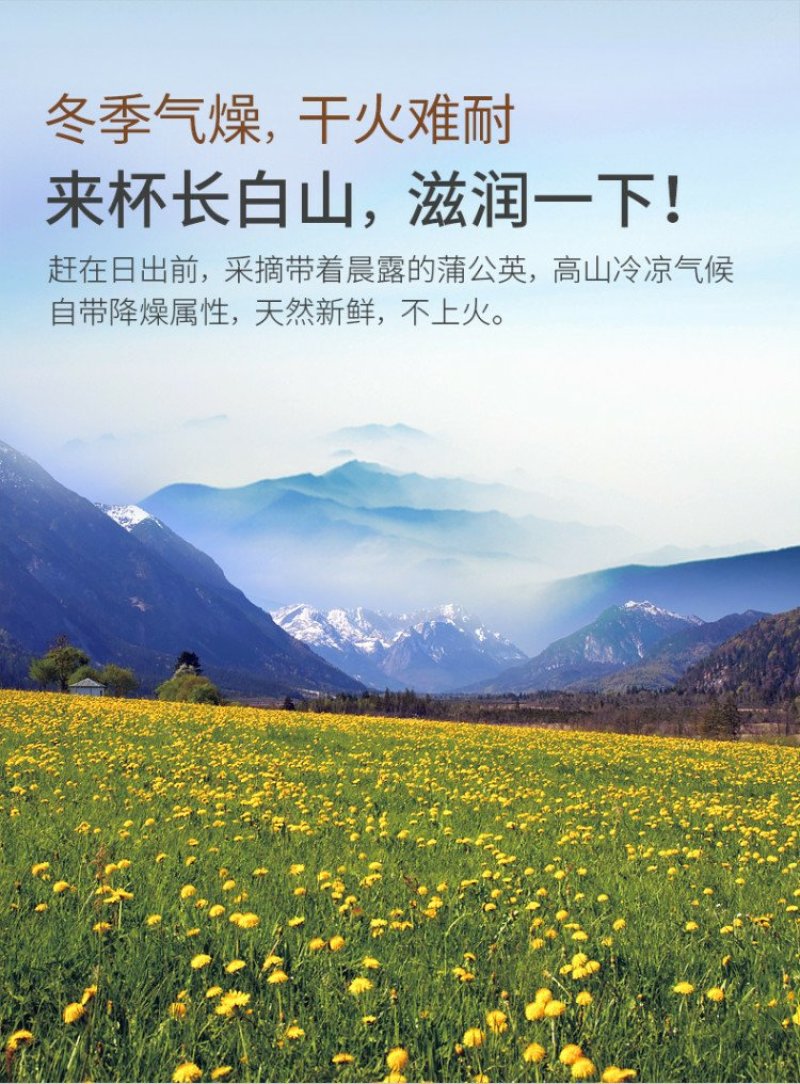 包邮长白山蒲公英根，产地直销婆婆丁古古丁蒲公英根