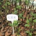 无花果包邮矮化无花果苗次年挂果