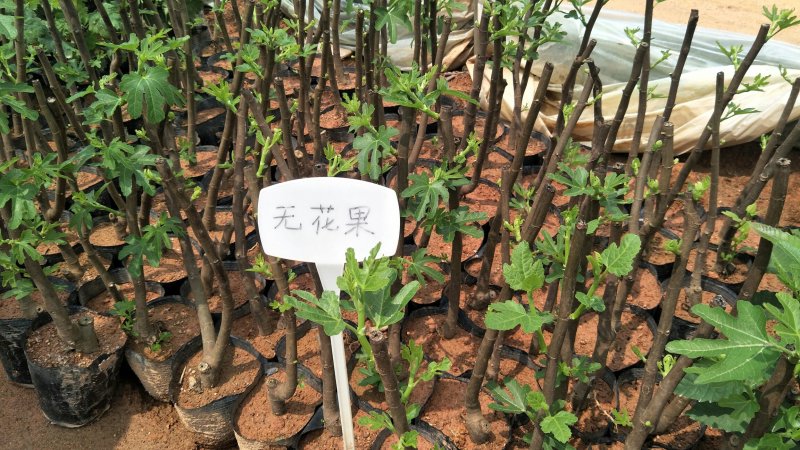 无花果包邮矮化无花果苗次年挂果