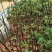 无花果包邮矮化无花果苗次年挂果