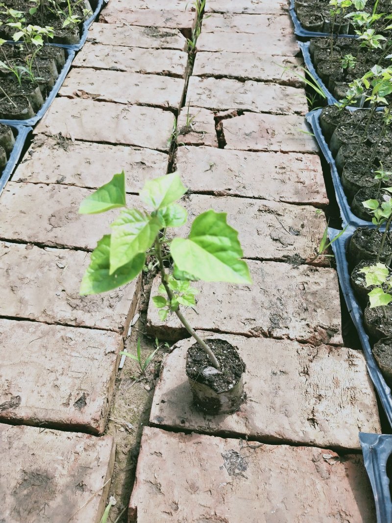 楸树小苗(杯苗)