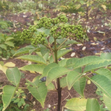江西中花吴茱萸苗品种纯真免费技术指导