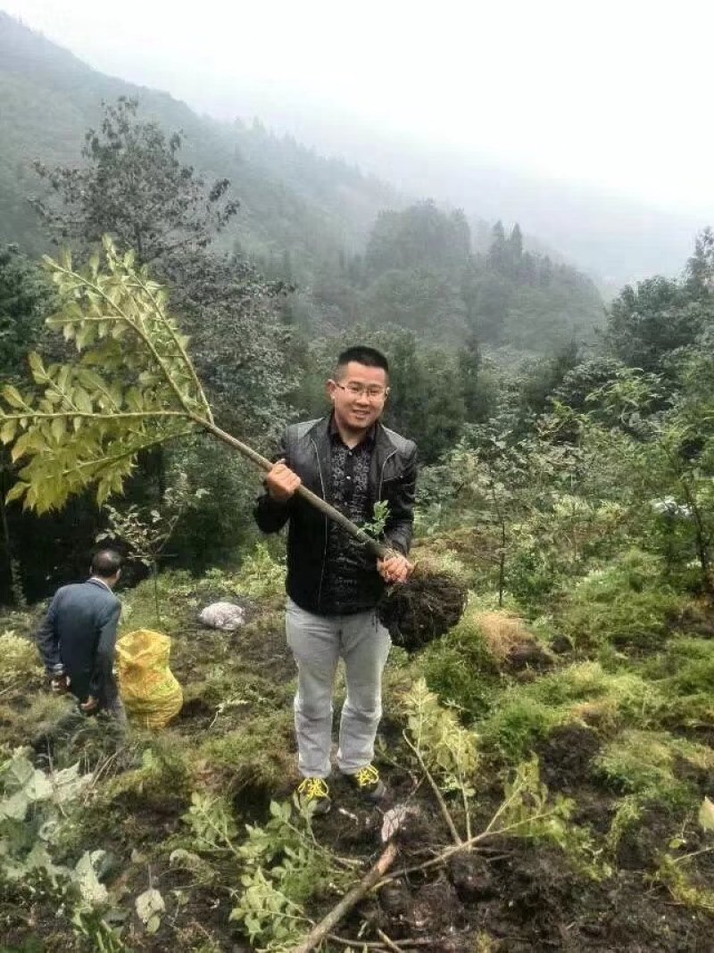 预售峨眉仙山仙水加鲜魔芋豆腐