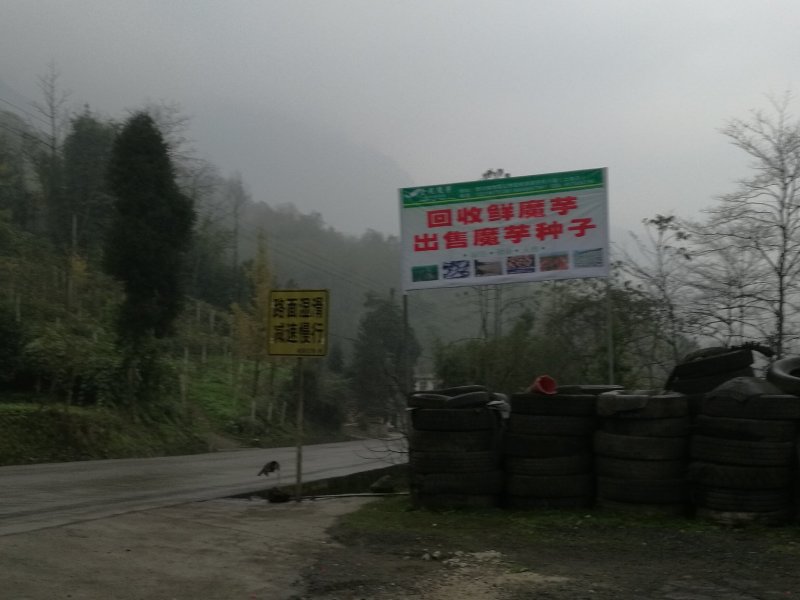 预售峨眉仙山仙水加鲜魔芋豆腐