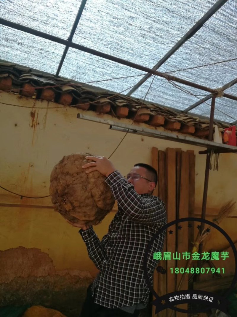 预售峨眉仙山仙水加鲜魔芋豆腐