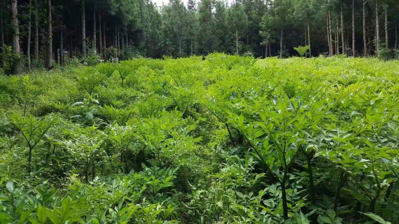 预售峨眉仙山仙水加鲜魔芋豆腐
