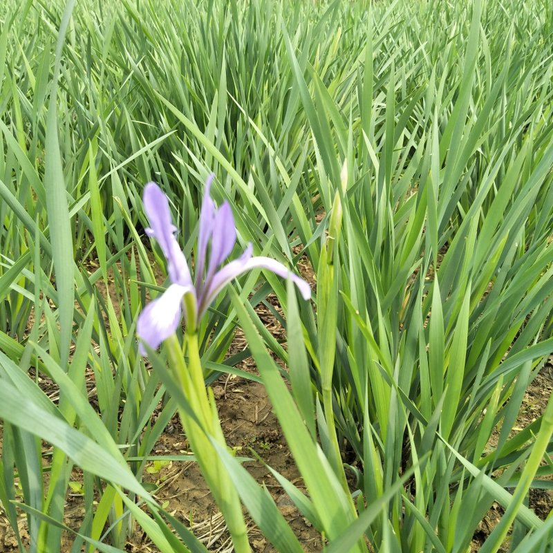 马蔺苗马兰花地被植物工程绿化苗基地直销