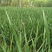 马蔺苗马兰花地被植物工程绿化苗基地直销