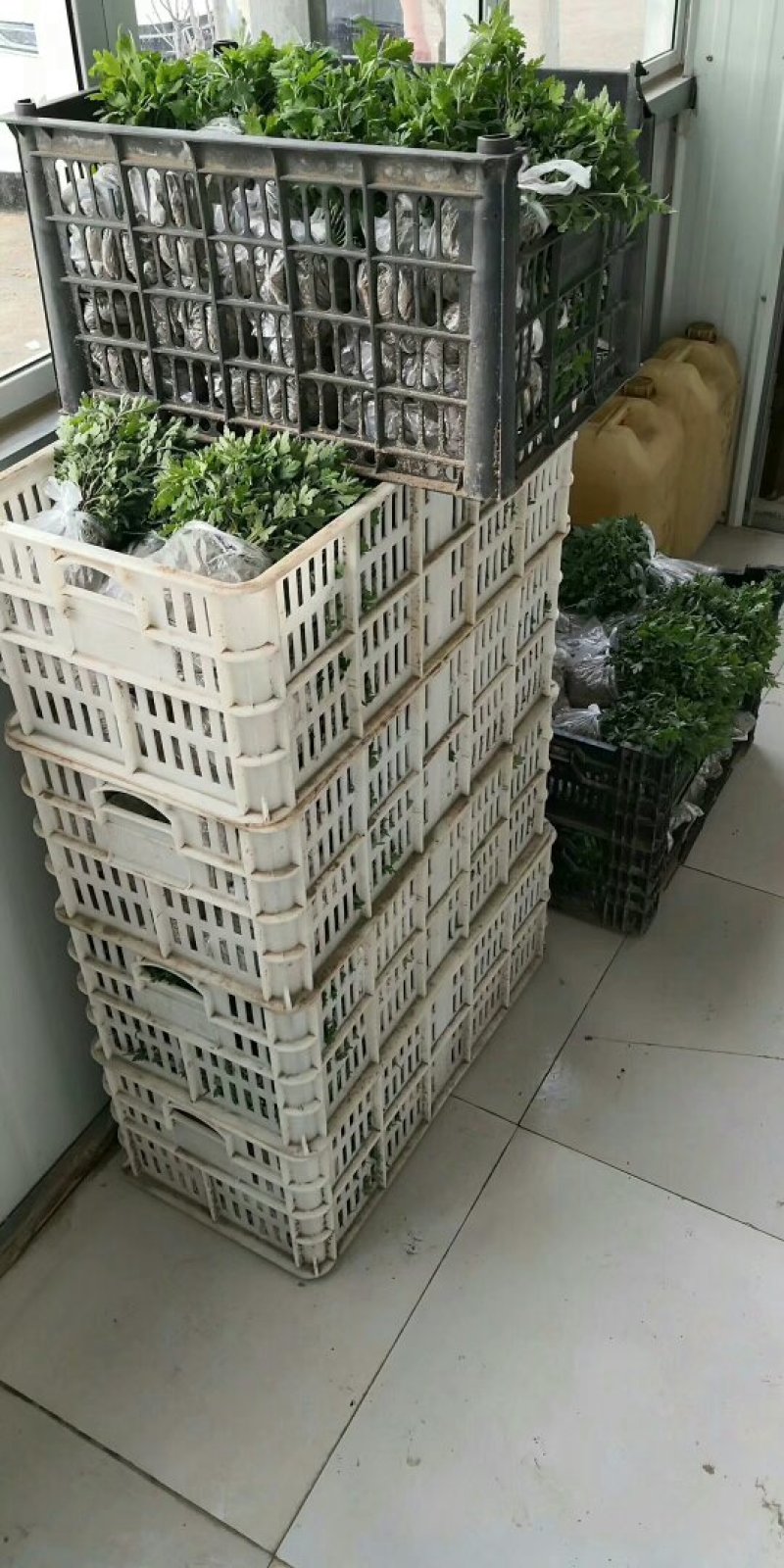 菊花苗