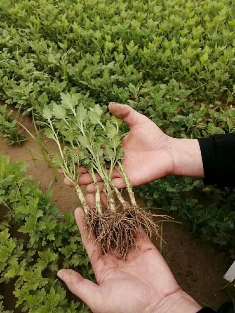 菊花苗