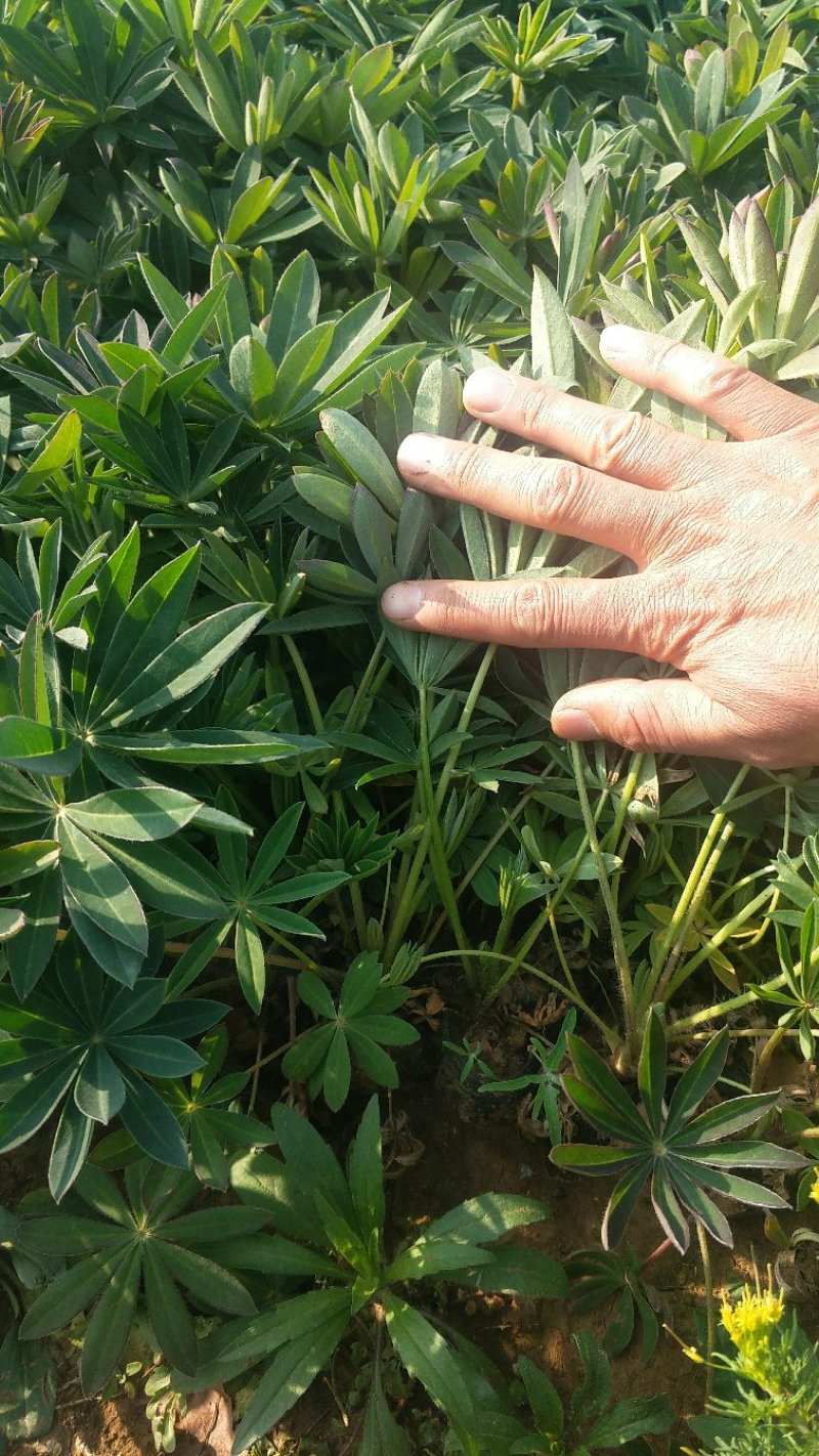 羽扇豆（鲁冰花）基地直供