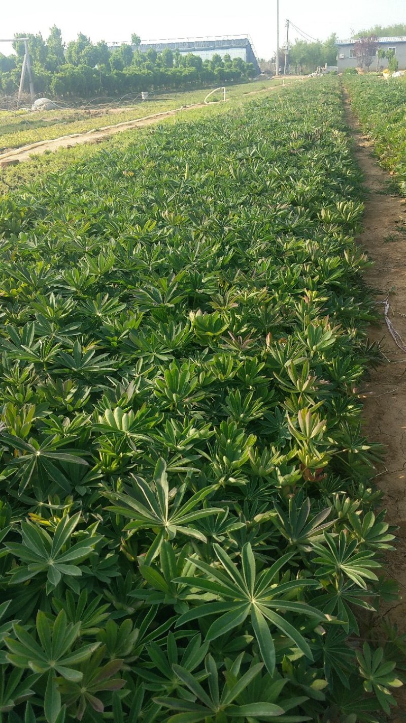 羽扇豆（鲁冰花）基地直供