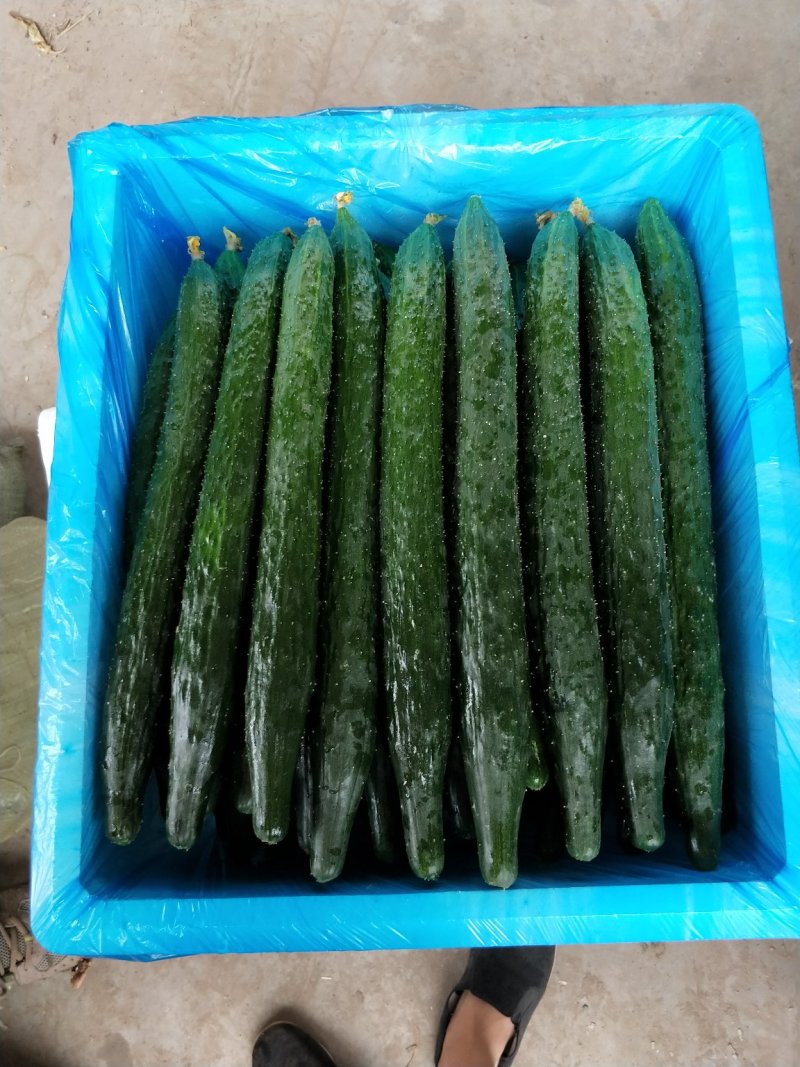 【精选】河北精品黄瓜大量上市顶花带刺自备大型冷库！