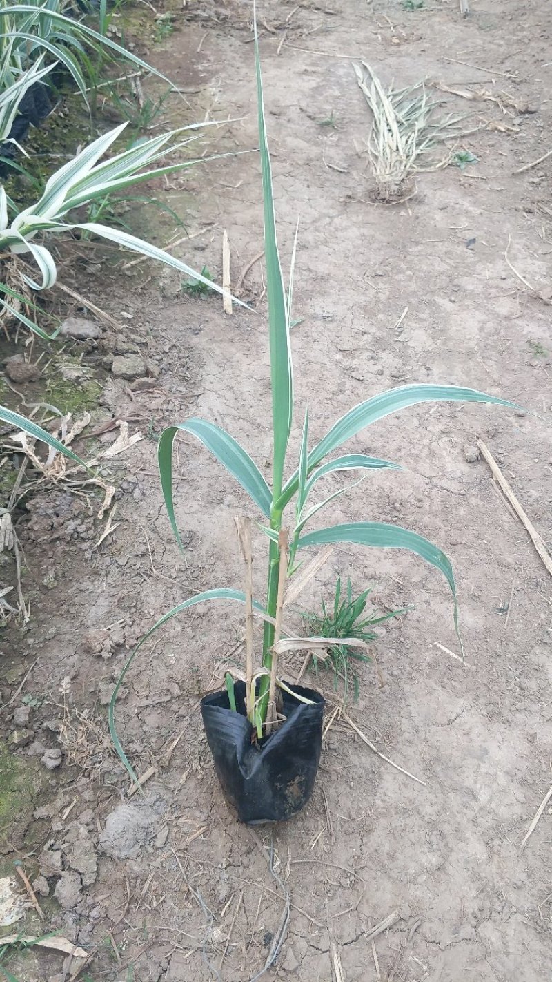 水生种苗花叶卢竹绿化用苗万亩基地直供