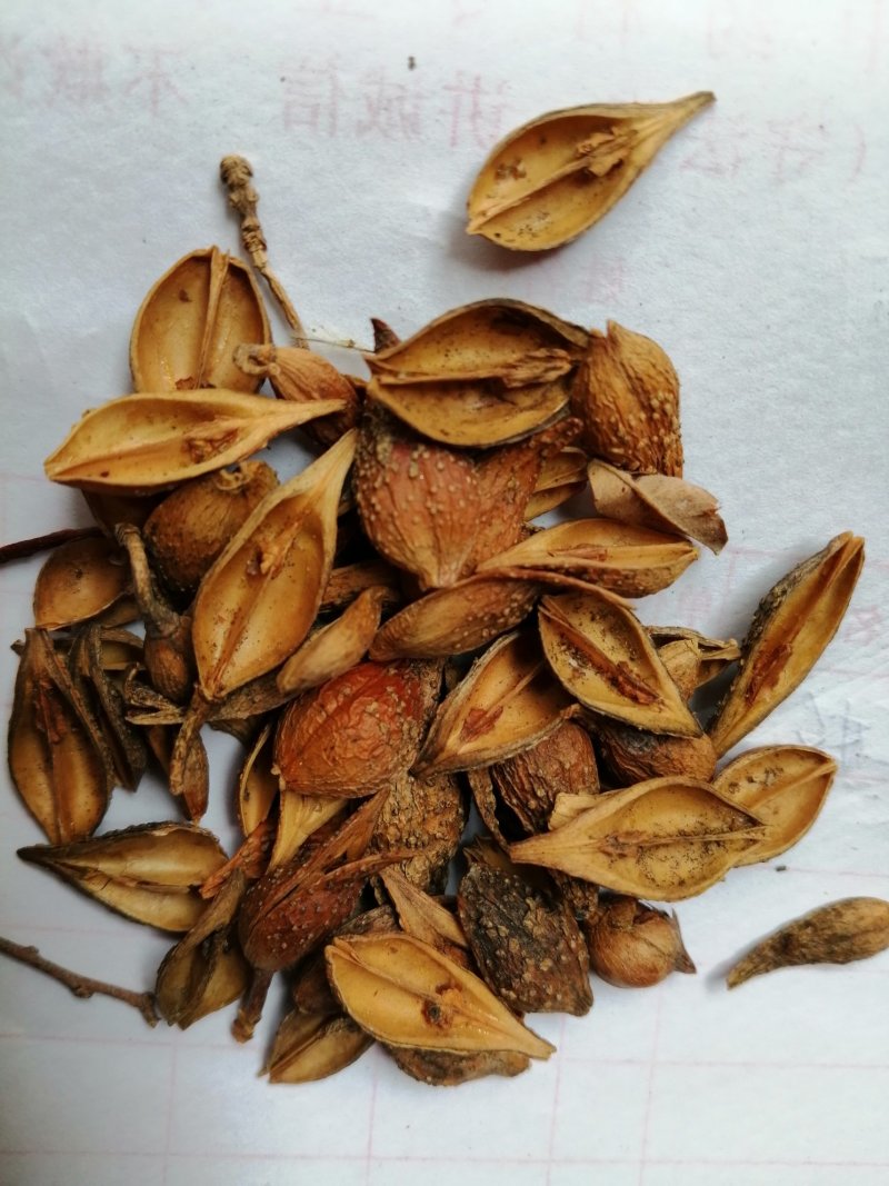 连翘：老翘、黄翘，颜色漂亮货干度好，过筛筛籽！