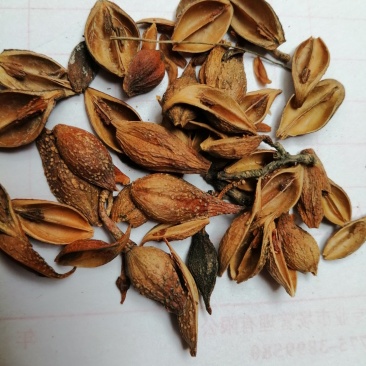 连翘：老翘、黄翘，颜色漂亮货干度好，过筛筛籽！