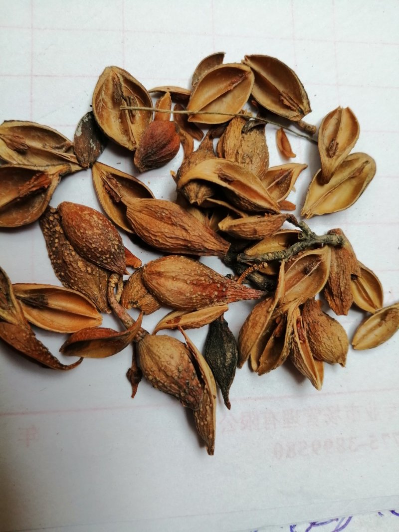 连翘：老翘、黄翘，颜色漂亮货干度好，过筛筛籽！