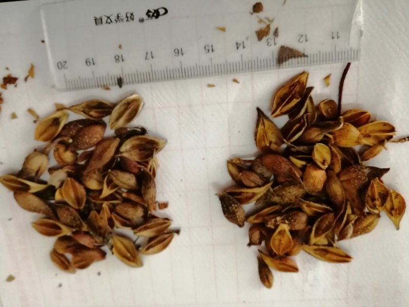 连翘：老翘、黄翘，颜色漂亮货干度好，过筛筛籽！