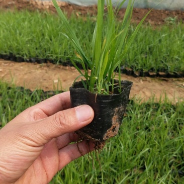 狼尾草基地直供大量有货