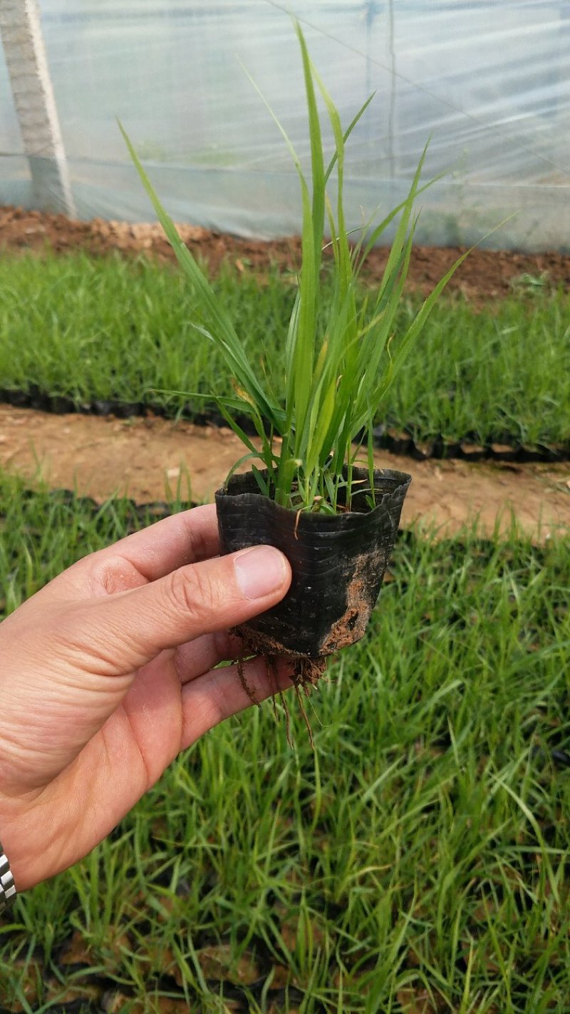 狼尾草基地直供大量有货