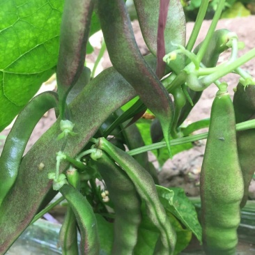 大棚千亩豆角，大量上市。