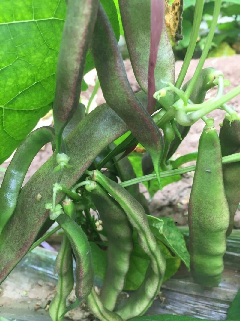 大棚千亩豆角，大量上市。