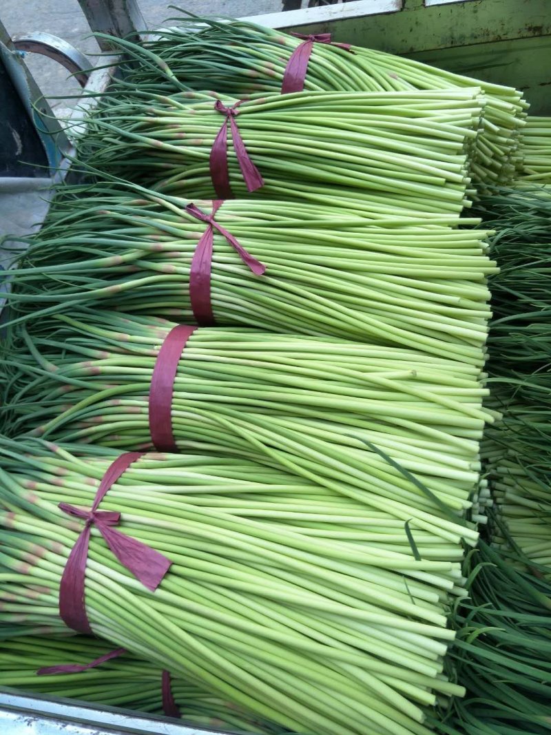 蒜薹，聊城紫帽蒜苔五一开始大量上货，价格便宜