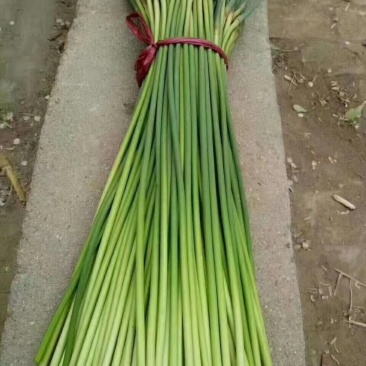 蒜薹，聊城紫帽蒜苔五一开始大量上货，价格便宜