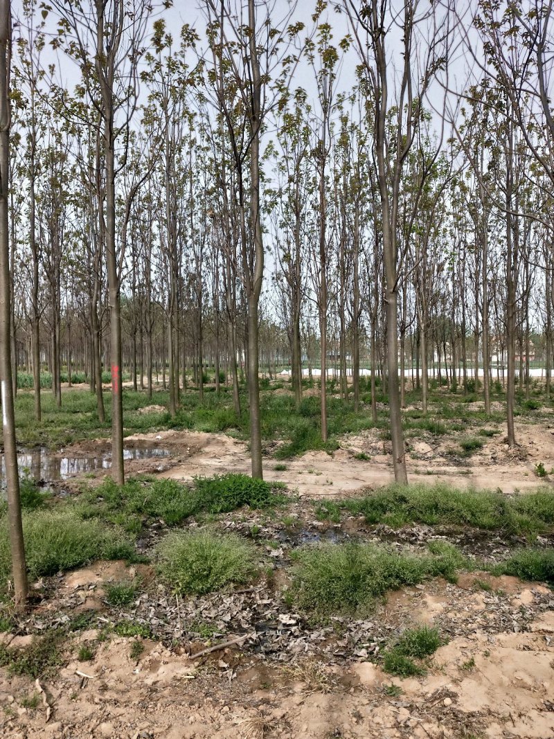秋树