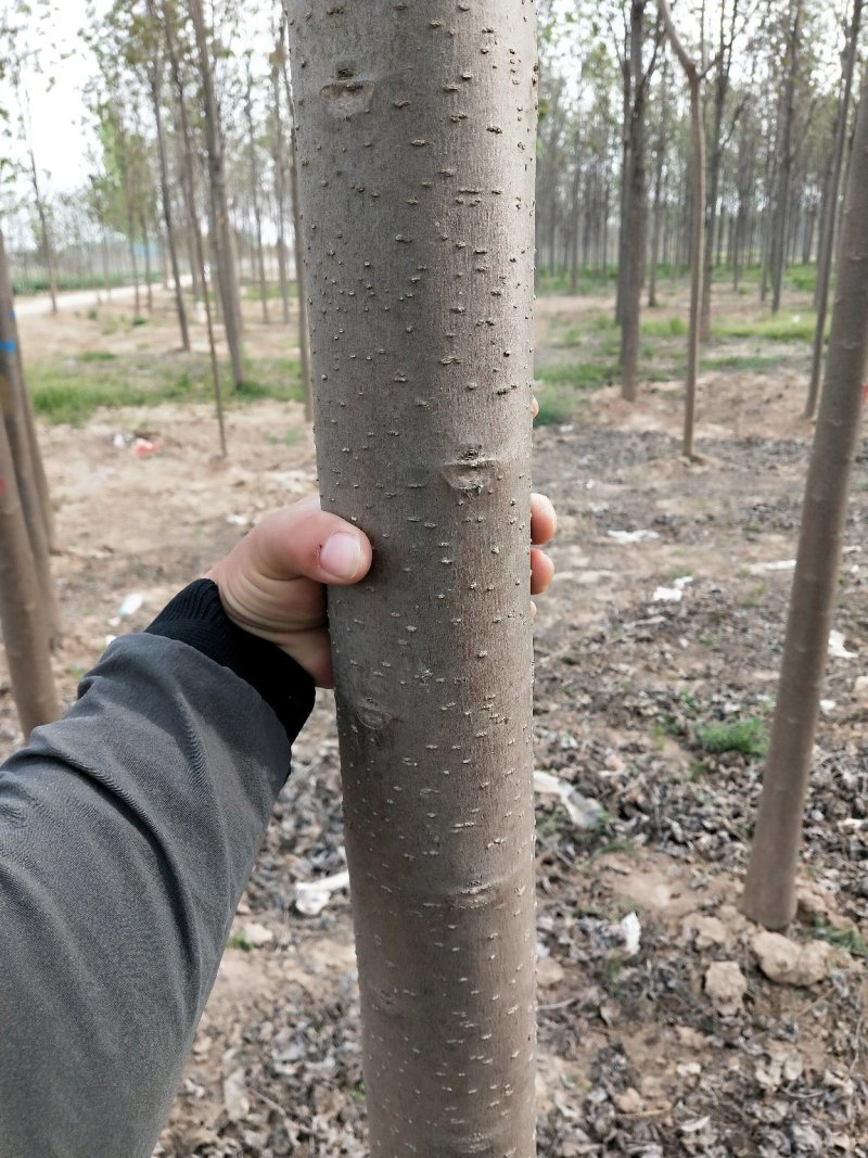 秋树