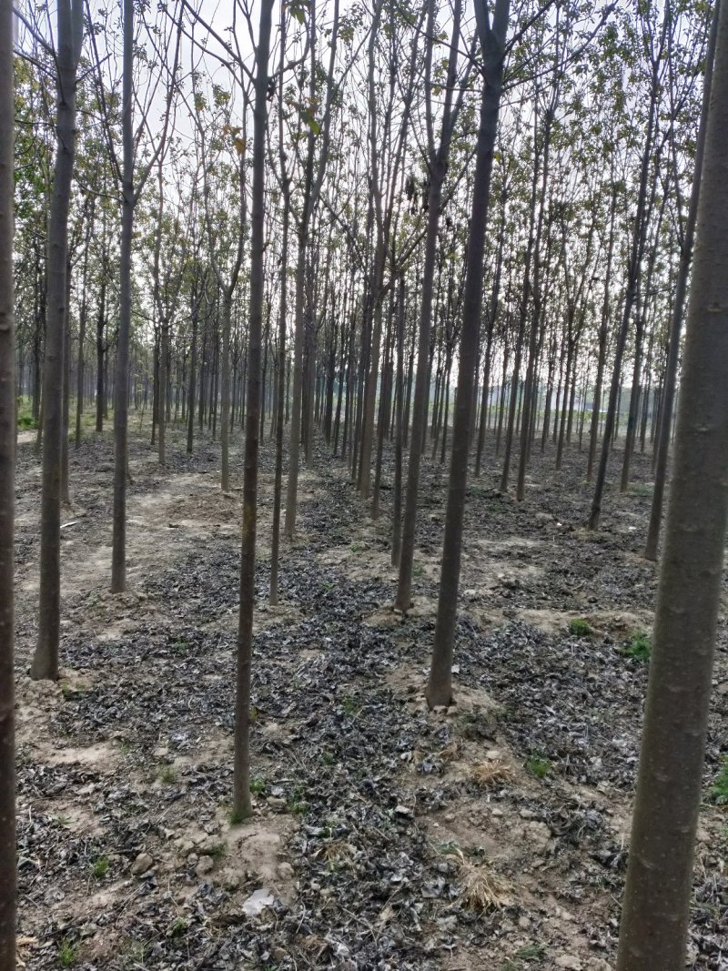 秋树