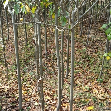 基地直供，量大从优，海棠，占地绿化都行，