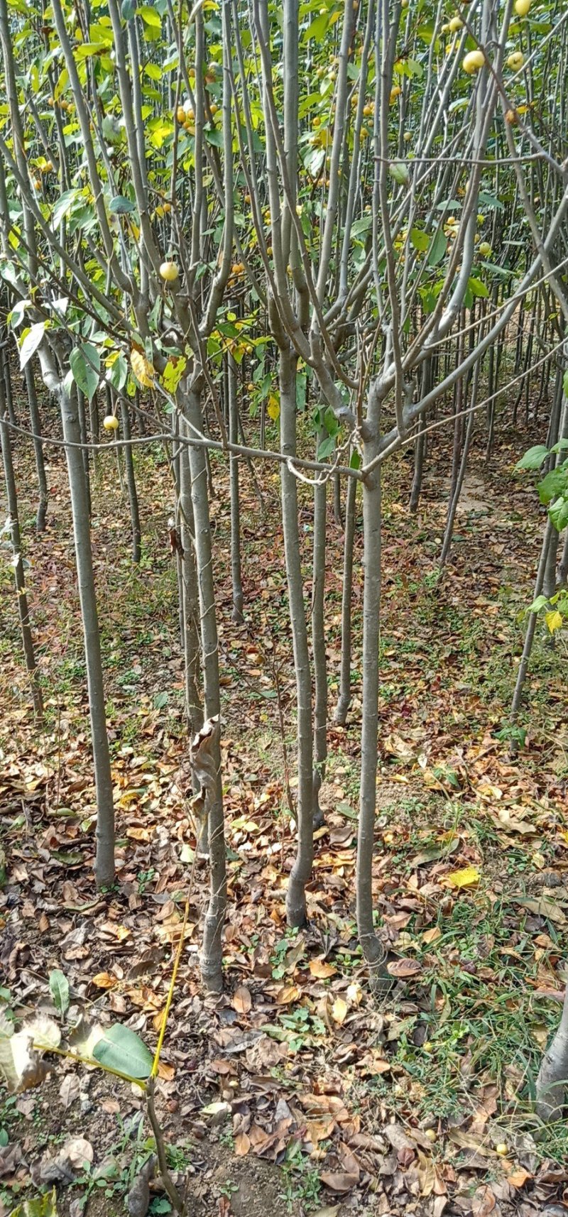 基地直供，量大从优，海棠，占地绿化都行，