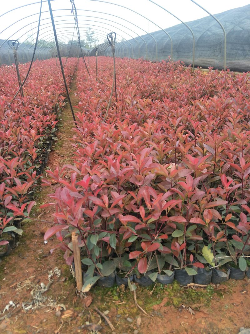 红叶石楠，基地直销，价格实惠，保质保量，产地直发