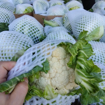 白花菜