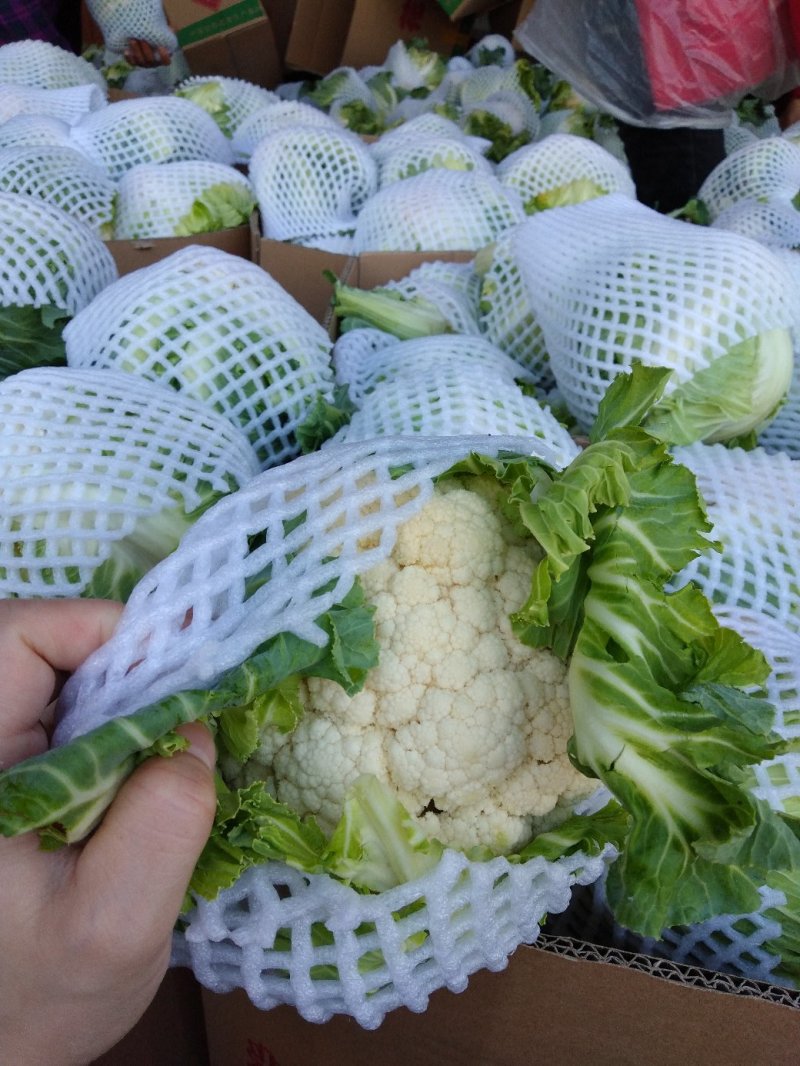 白花菜