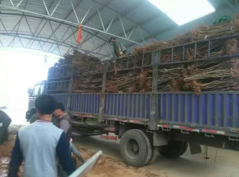 枣树苗