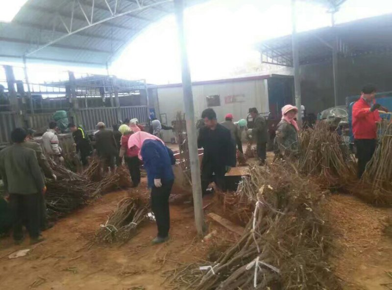 枣树苗