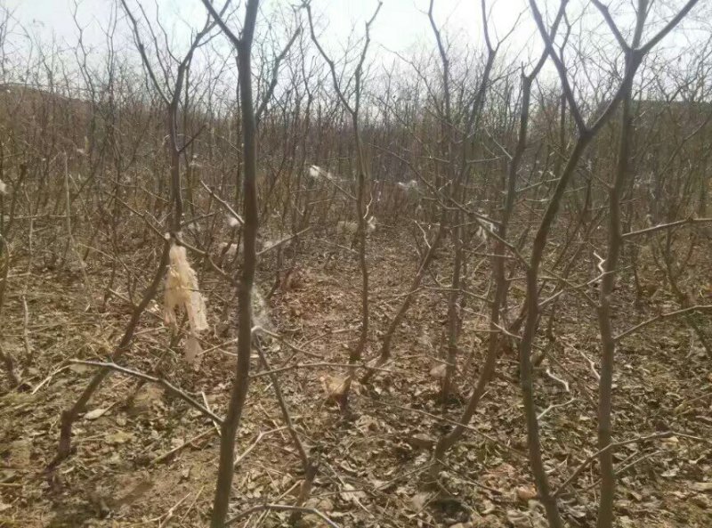 枣树苗