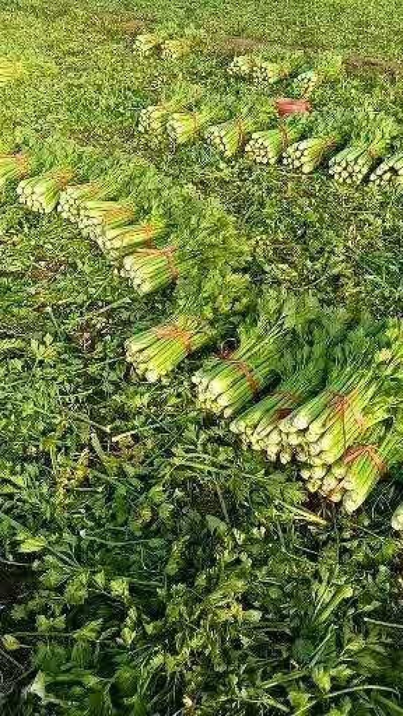 优质芹菜，万亩基地大量上市，代发全国接单！