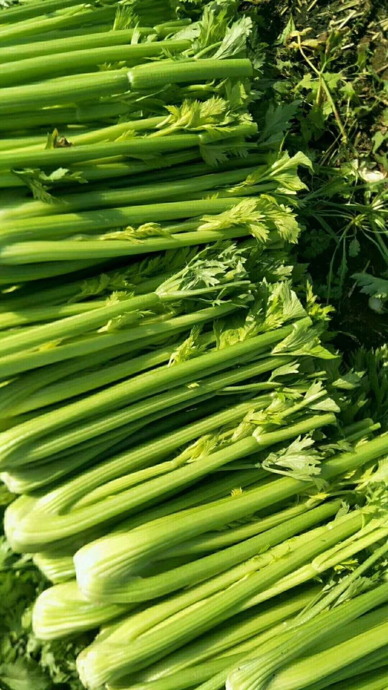 优质芹菜，万亩基地大量上市，代发全国接单！