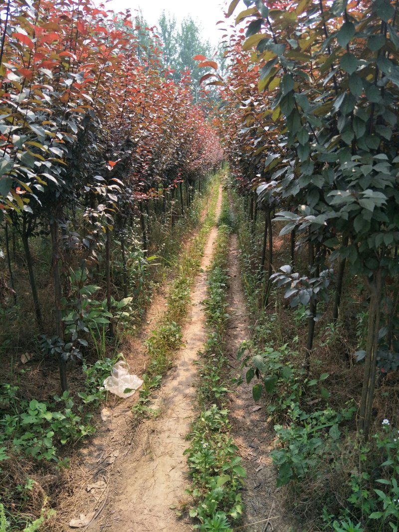 紫叶李基地直销.各种规格都有